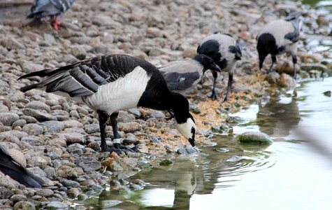 Feathered race living nature hooded crows photo