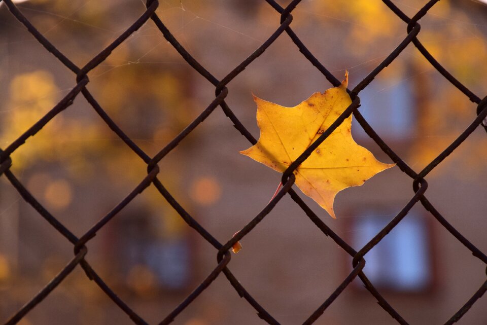 Fall yellow falling leaf