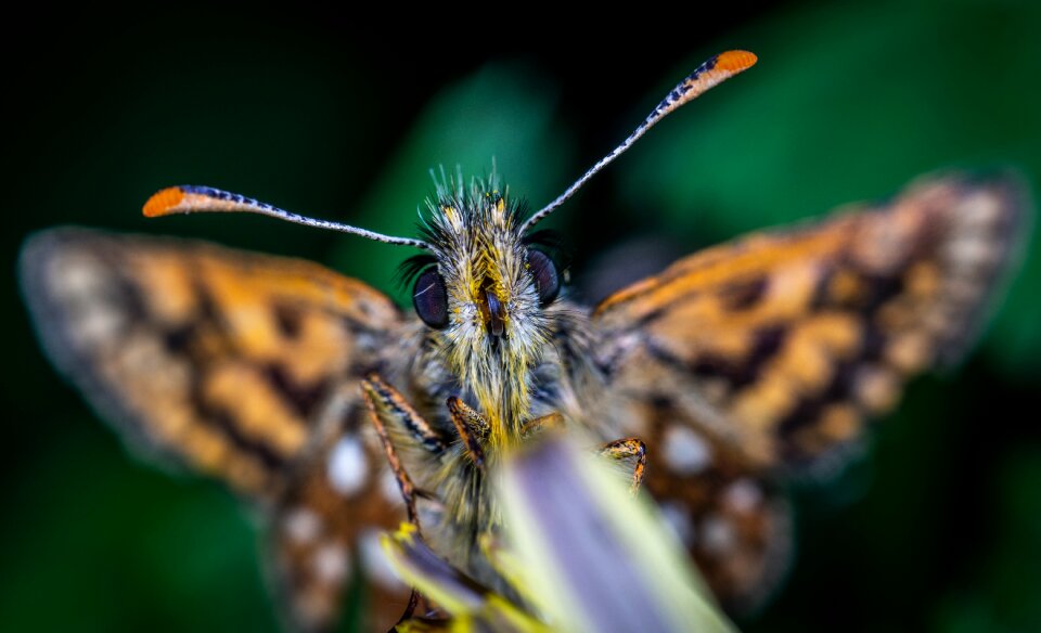 Nature insect macro