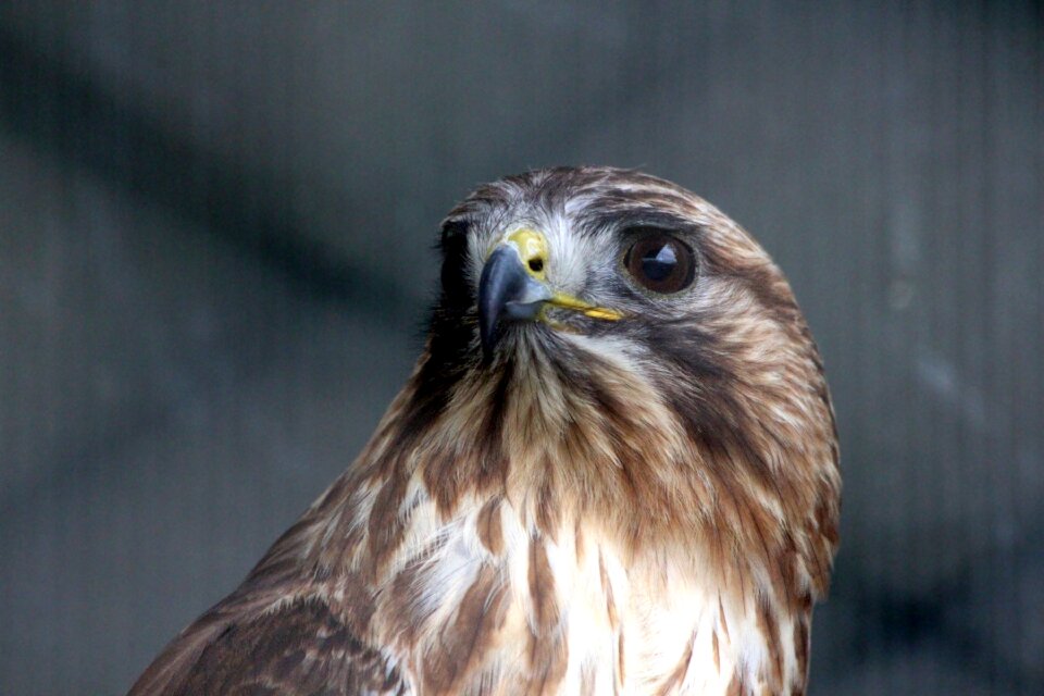 Predator beak eye photo