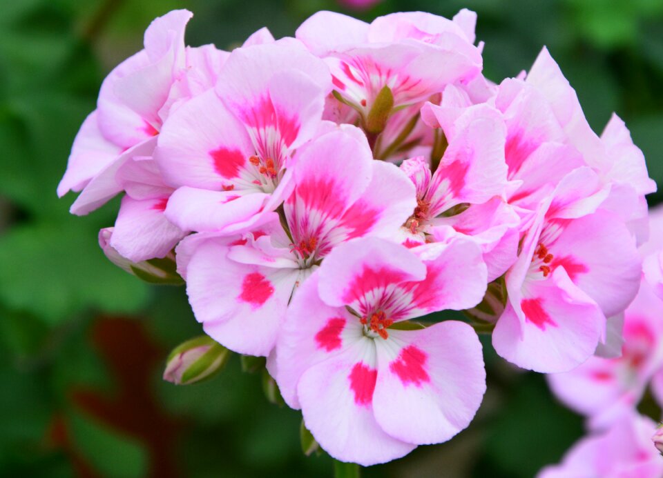 Plants nature geranium