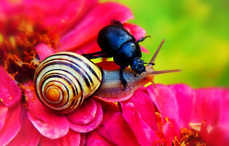 Molluscs flower animals