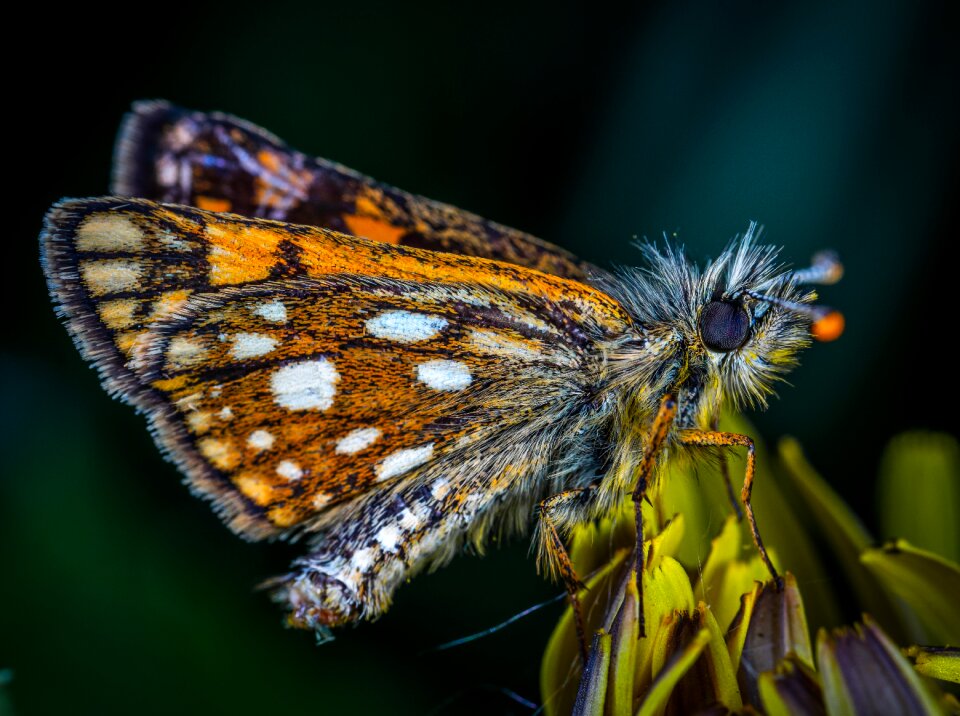 Skipper macro lepidoptera