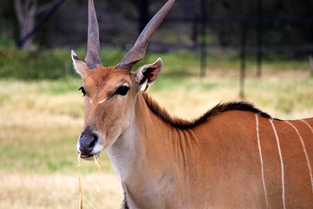Deer zoo animal