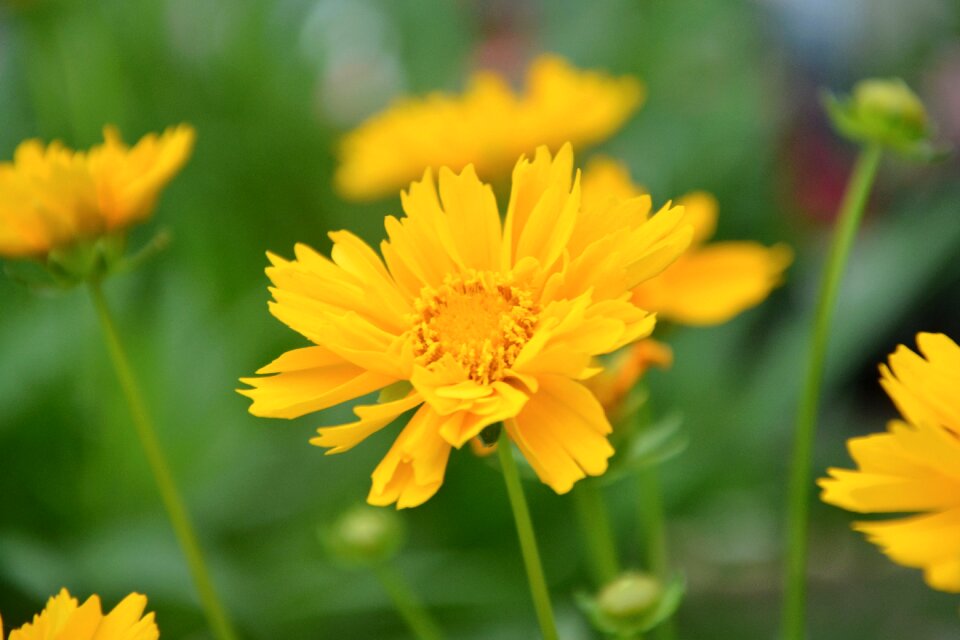 Garden bouquet offer