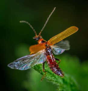 Take-off wings macro