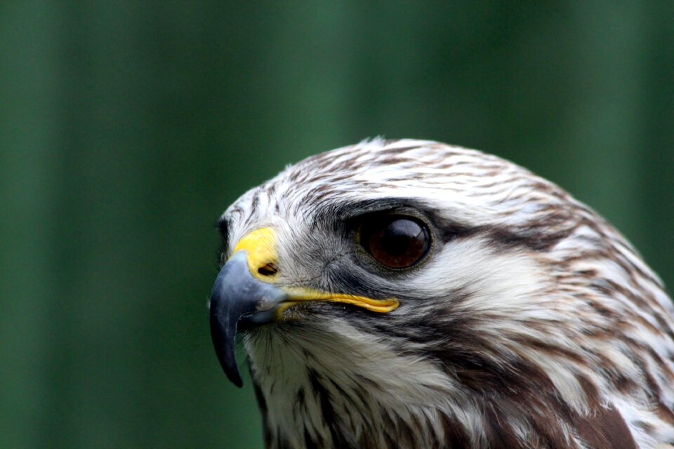 Rough-legged buzzard animals the rough-legged buzzard photo