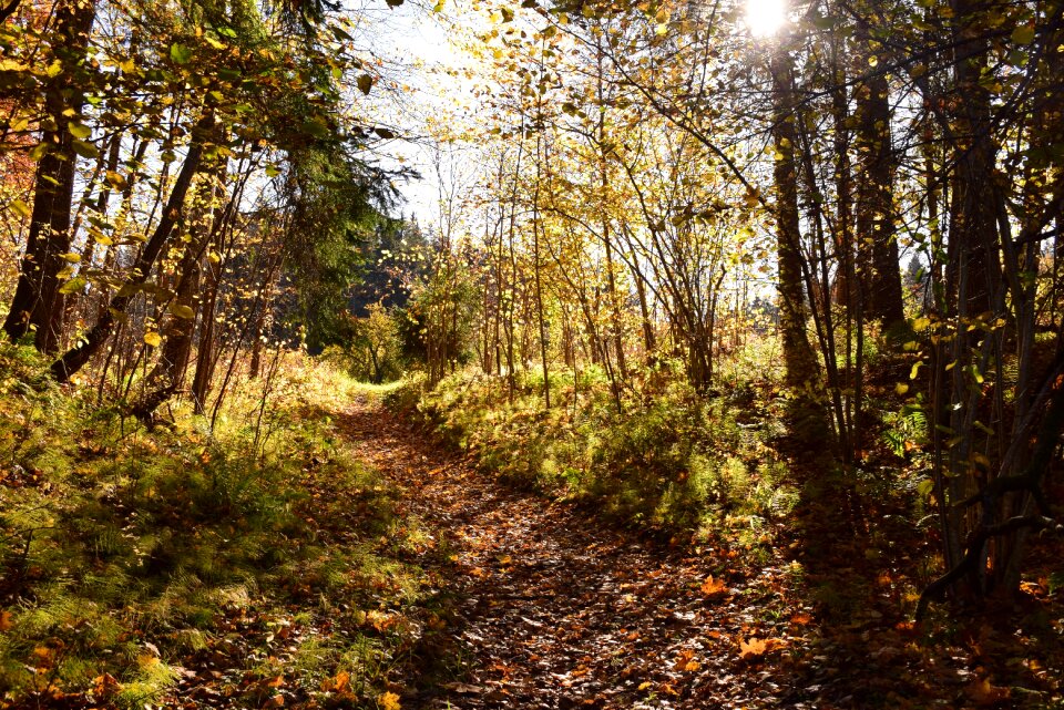 Landscape forest trees