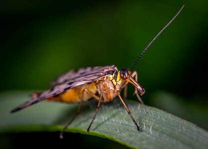 Macro insect blade of grass