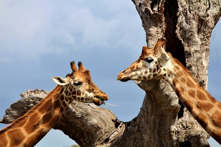 Zoo animal wild
