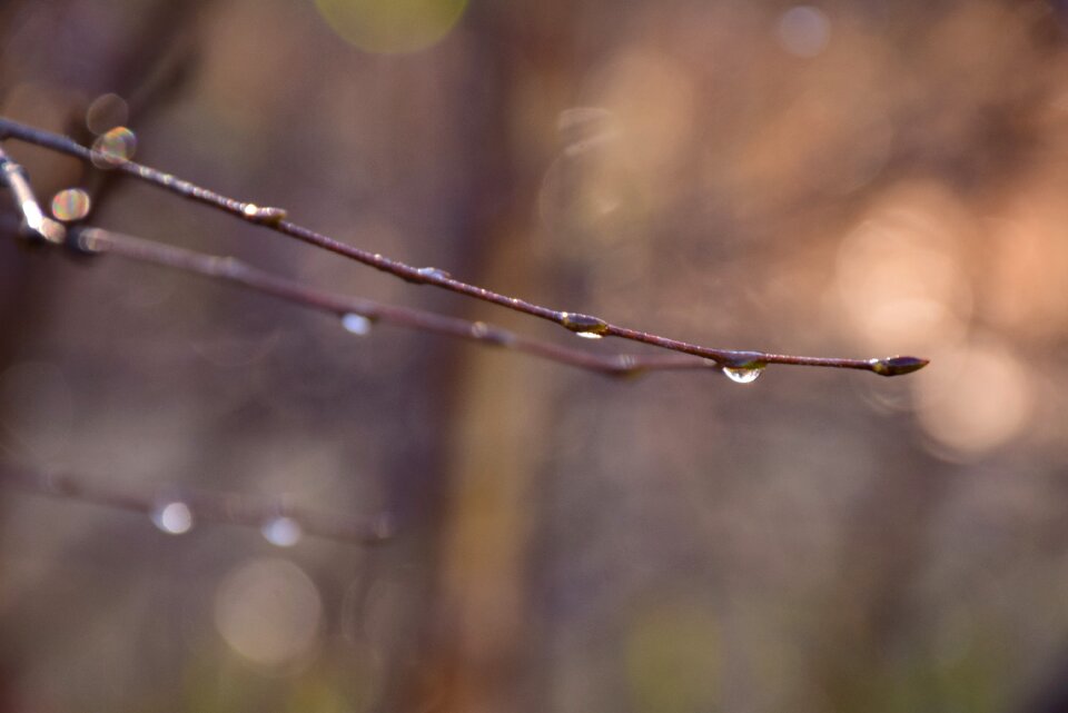 Drop rain drop brown rain