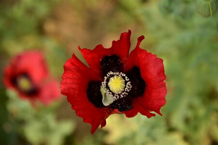 Nature red red flower