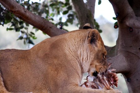 Wild animal africa