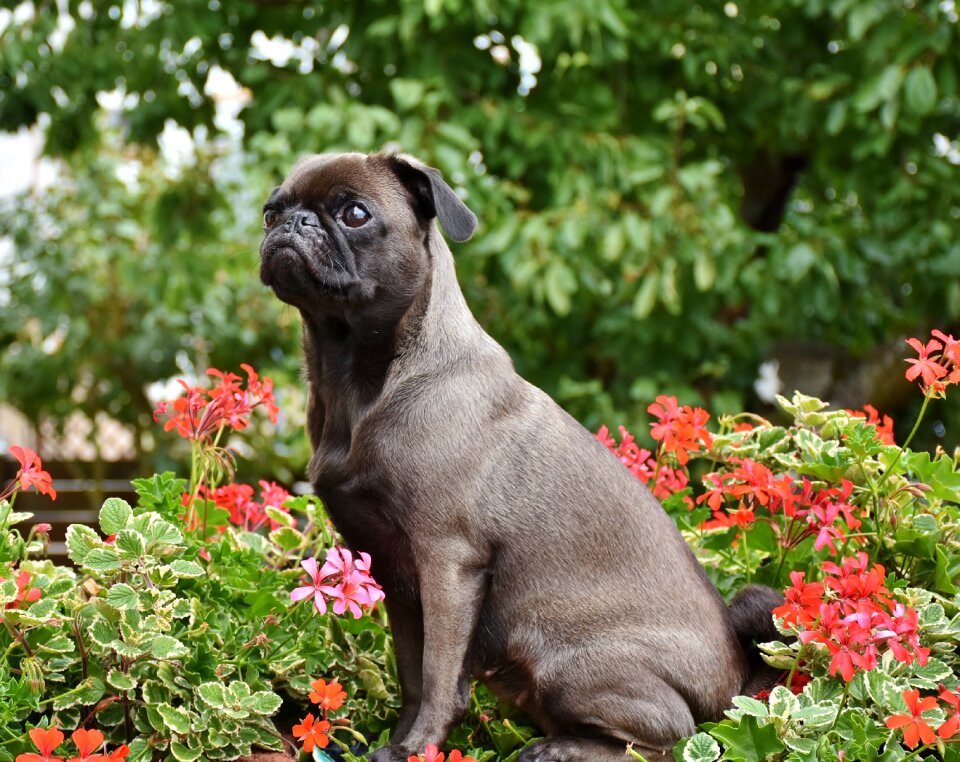 Pet lap dog purebred dog