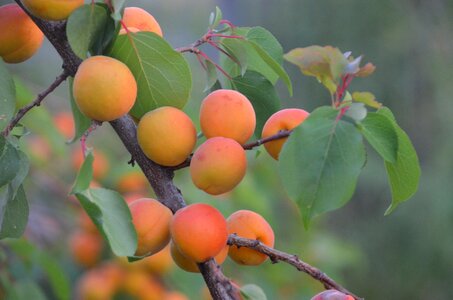 Agroforestry prunus armeniaca apricot