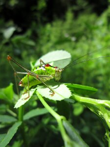 Cricket grasshopper surez