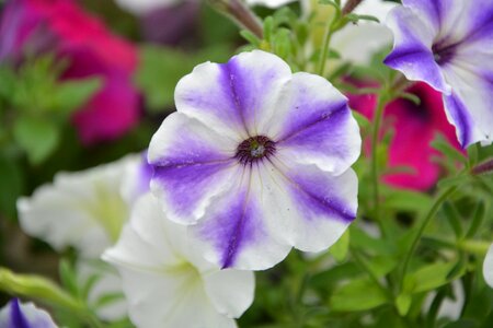 By-earth plants garden