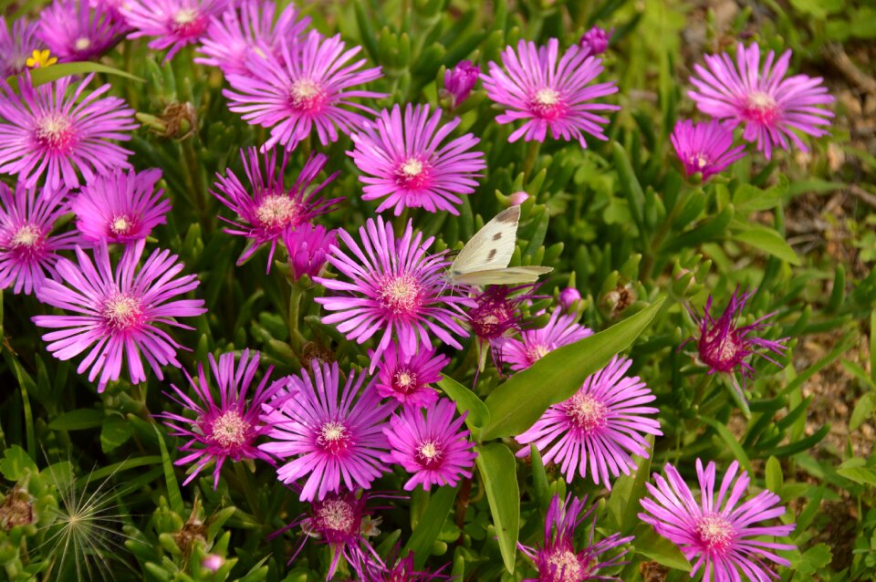 Affix insects plants