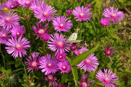 Affix insects plants