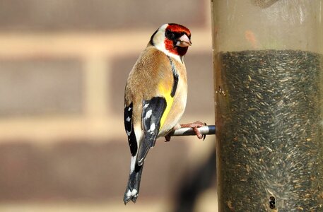 Nature goldfinch colourful
