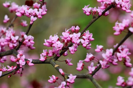 Cercis tree pink flowers photo