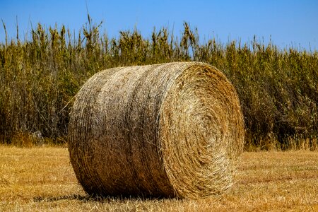 Farm nature bale photo