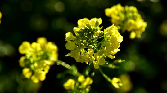 Bright dew morgentau