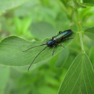 Longhorn agapathiola sechko