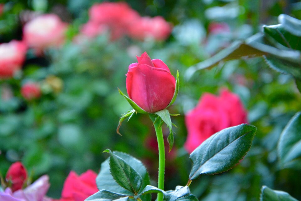 Roses green leaves plants