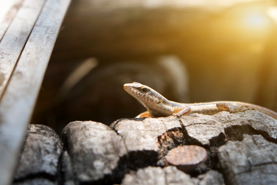 Animal thailand nature