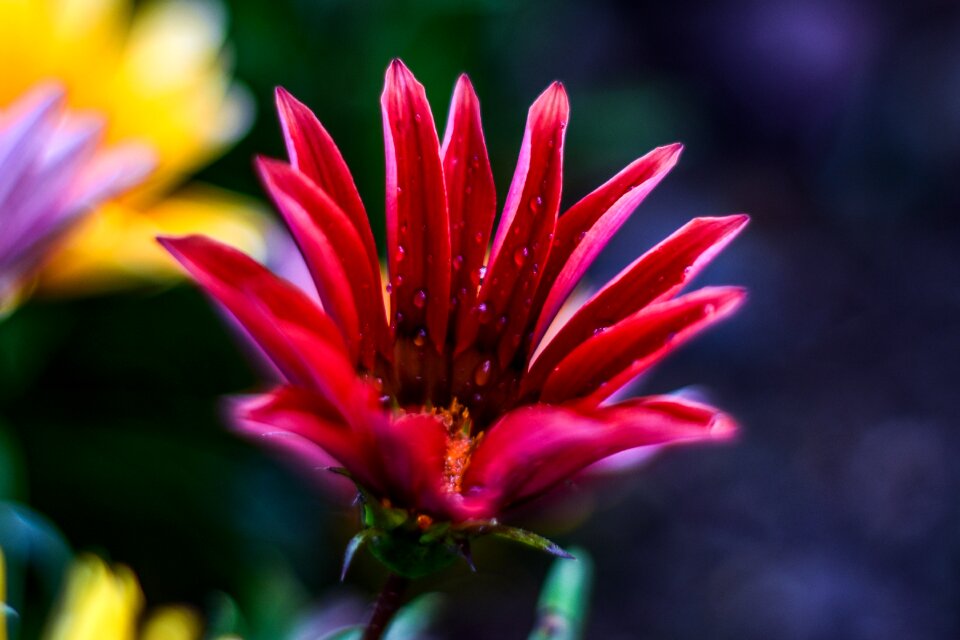 Spring beautiful flower petals beautiful