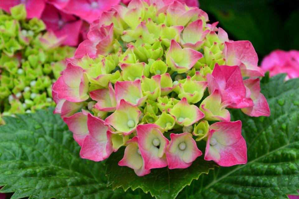 Fulfillment plants flowering