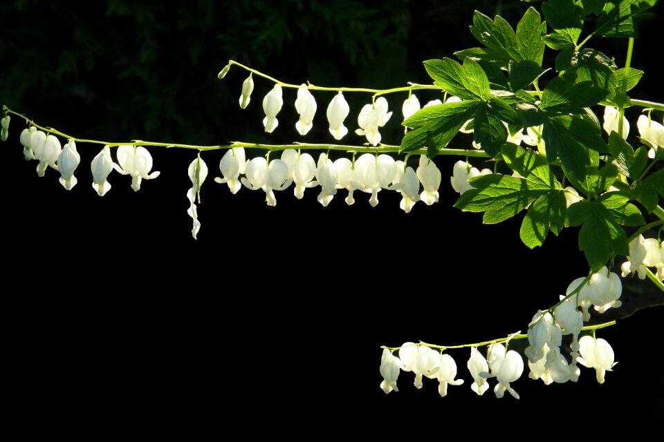 White bleeding hearts gardening