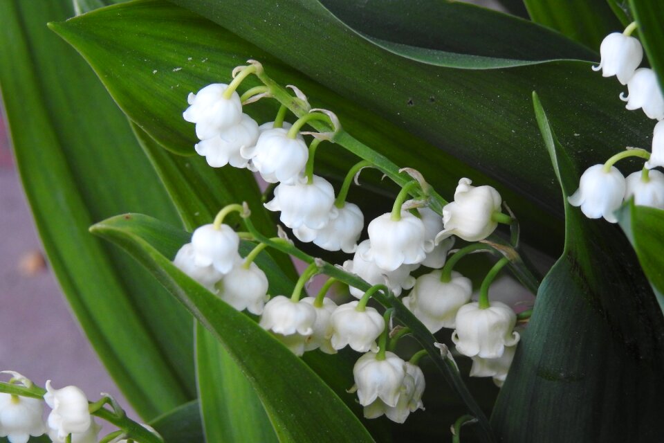 Spring nature flowers
