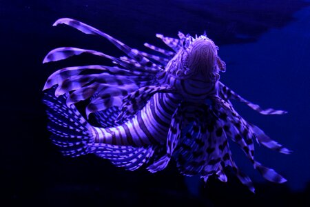 Ocean pisces nature