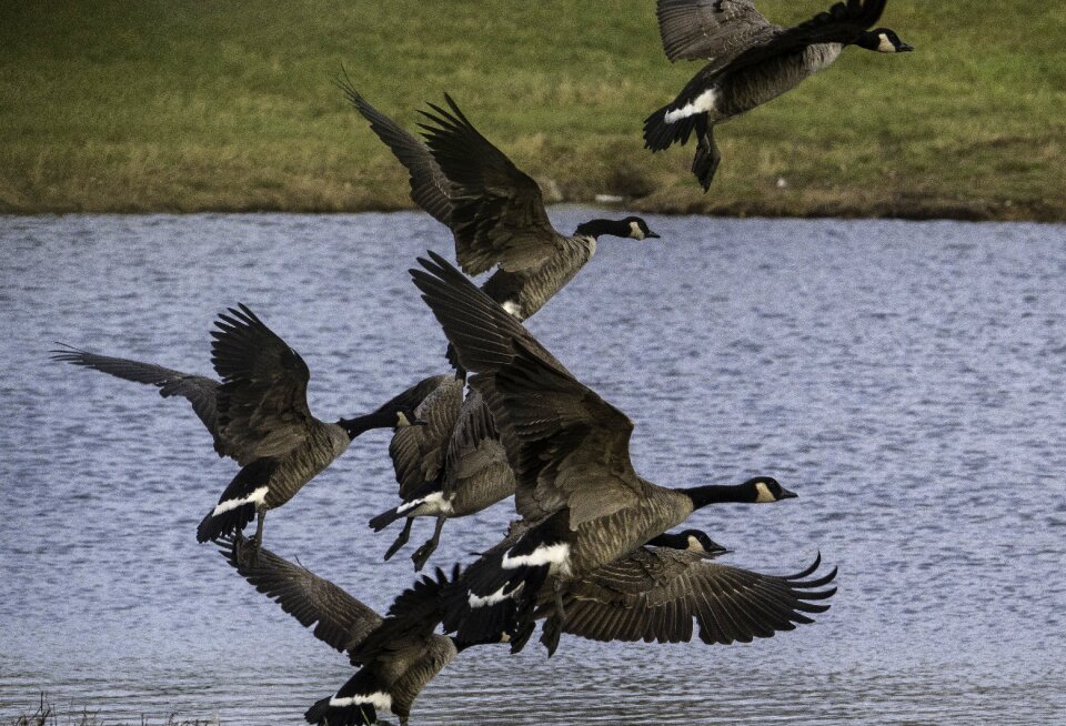 Wildlife birds animals