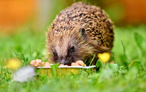 Foraging nocturnal cute