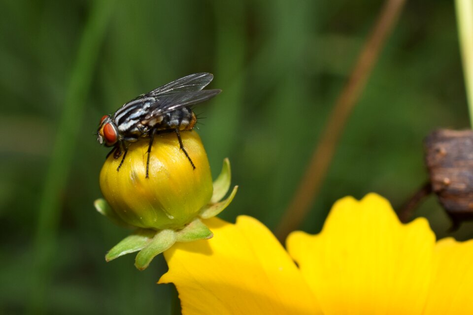 Yellow environment flower