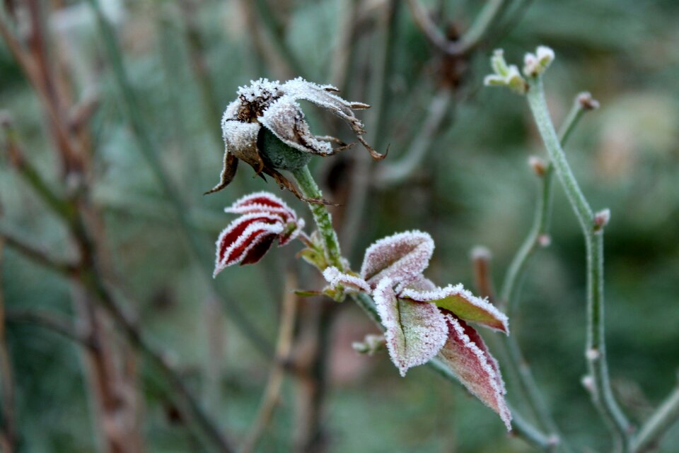 Rose bush garden cold