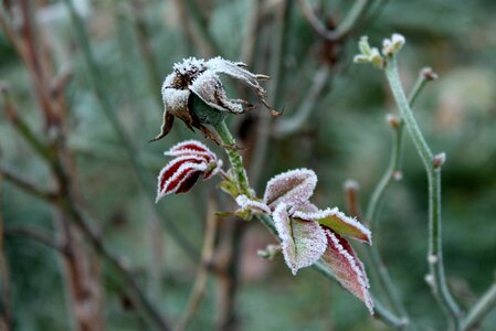 Rose bush garden cold