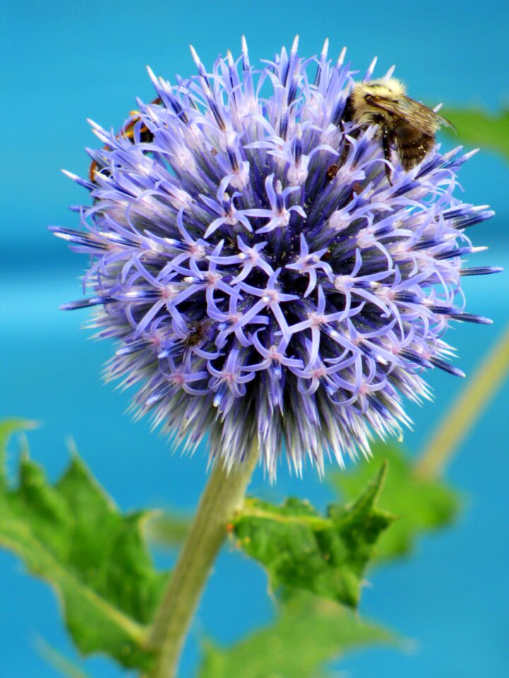 Thorny summer garden