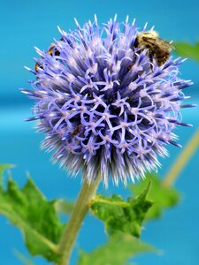 Thorny summer garden