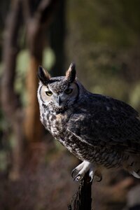 Desert brown desert brown owl