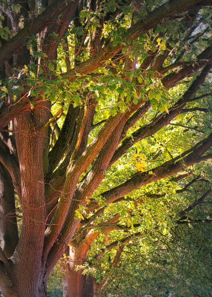 Landscape branches log