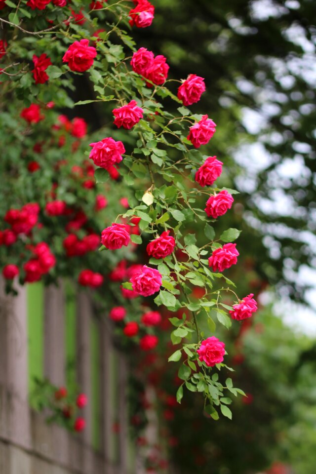 Plants beautiful red roses