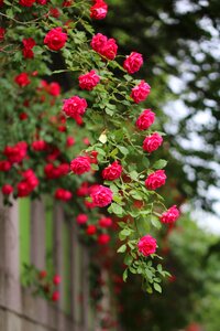 Plants beautiful red roses photo