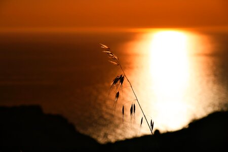 Grass blade of grass sunset