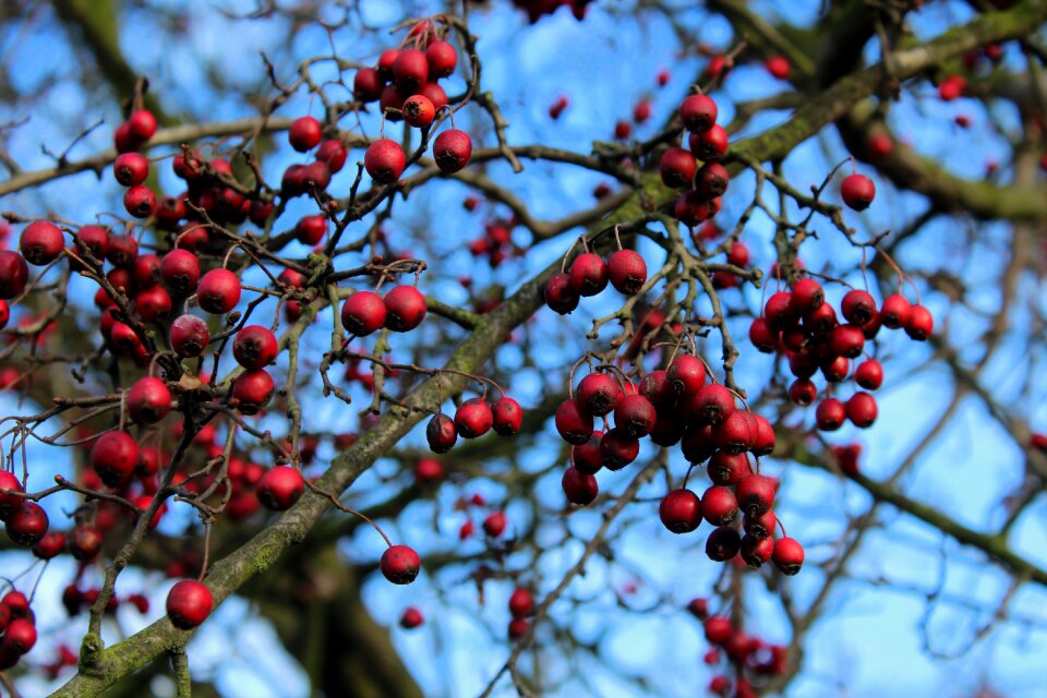 Tree red nature