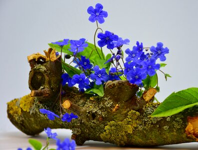 Leaf forget me not spring photo