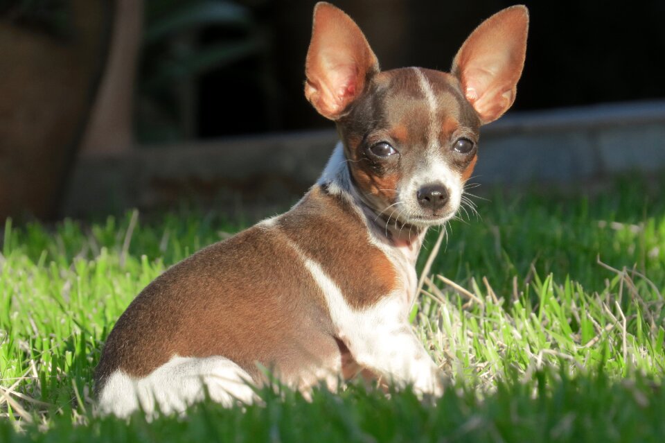 Animal mammal pet